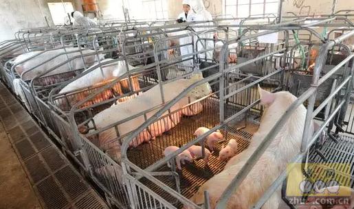 猪场产房工资标准,猪场产房标准流程