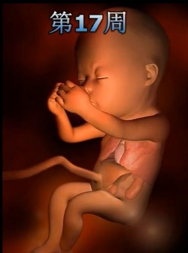 胎儿发育震撼照片,最全胎儿发育图