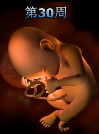 胎儿发育震撼照片,最全胎儿发育图