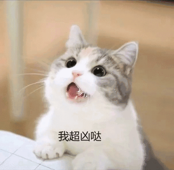 求生欲望很强的猫咪,求生欲强的猫