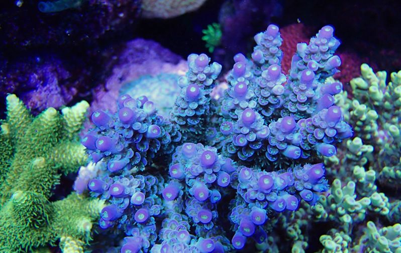 海缸攻略,所有人的终极目标