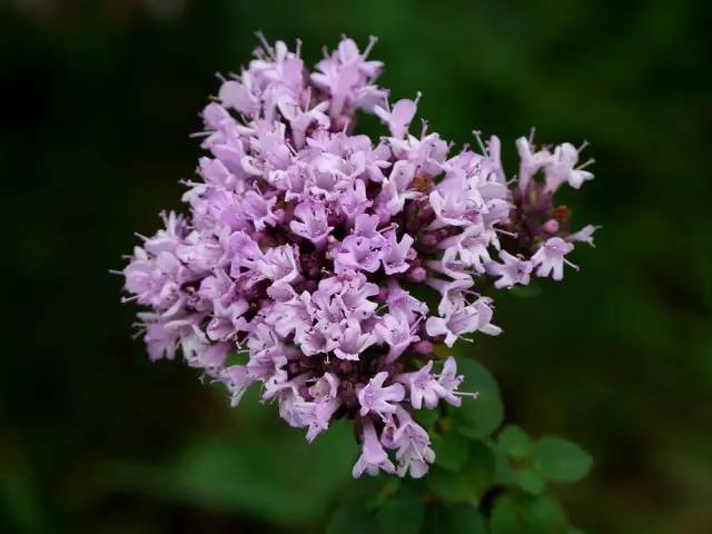 香草的10种吃法,西厨必备的十种香草