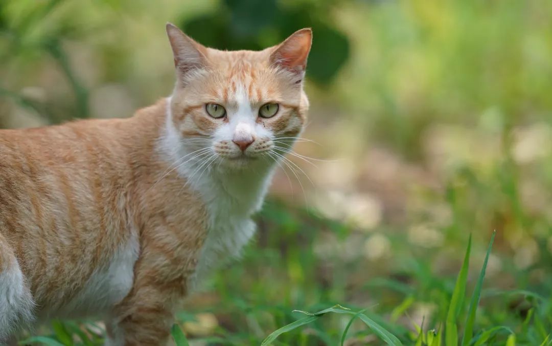 有了它再也不担心熬夜,有了它就不愁做饭了