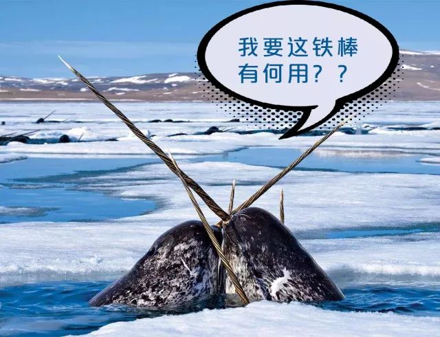 虎骨补肾阳,虎骨补肾补钙