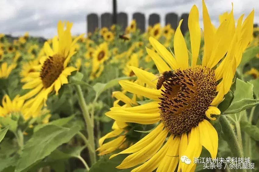 一大片向日葵花海视频,向日葵花海临平