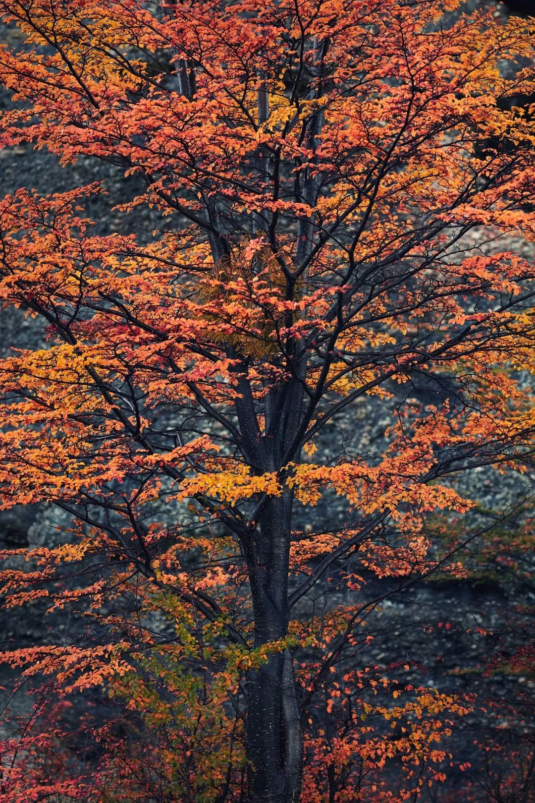 巴塔哥尼亚一个因为遥远又荒凉的地方