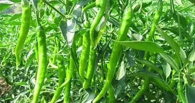 磷酸二氢钾在农作物的使用方法 (磷酸二氢钾各种作物怎么使用)