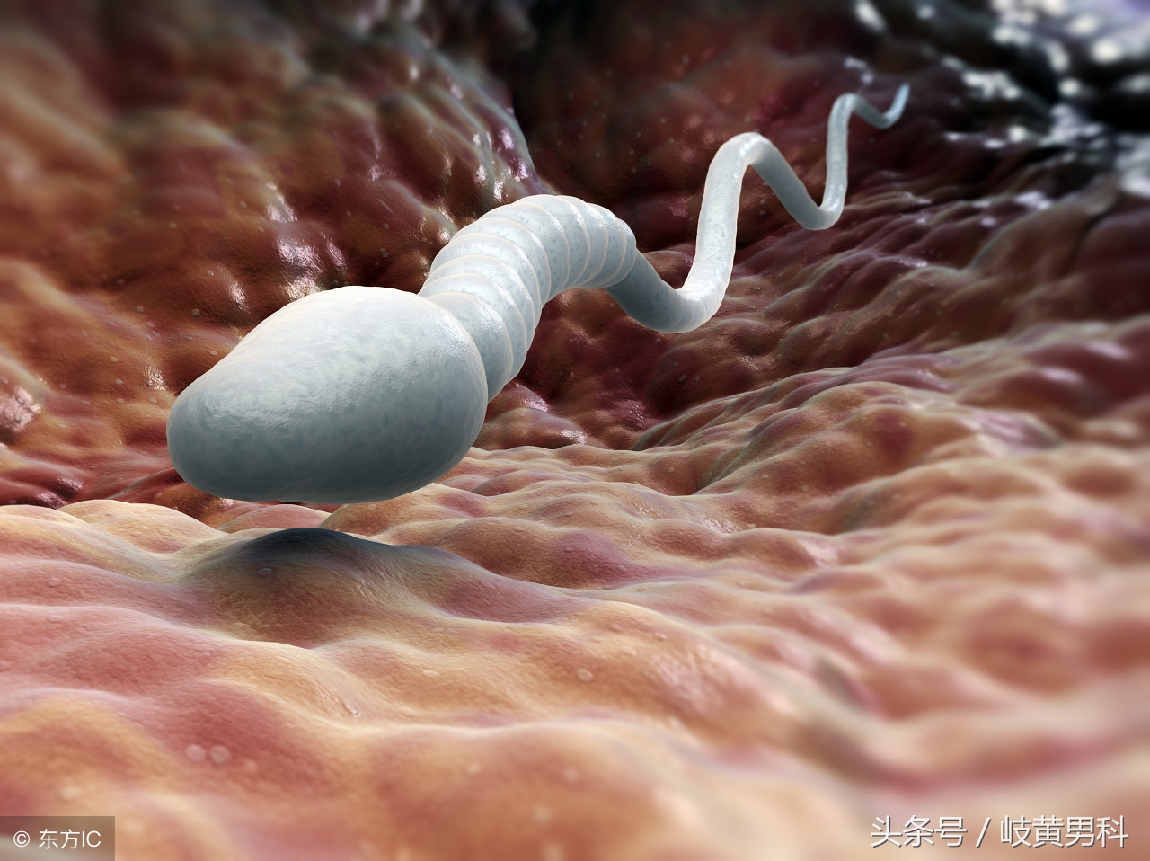 精子分析怎么做的,精子分析怎么操作