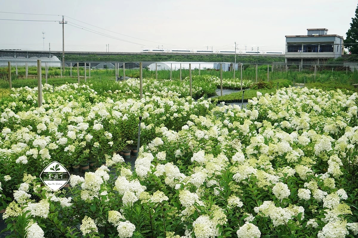 不与群芳争春色淡留清气满乾坤,不与群芳争艳只待盛开