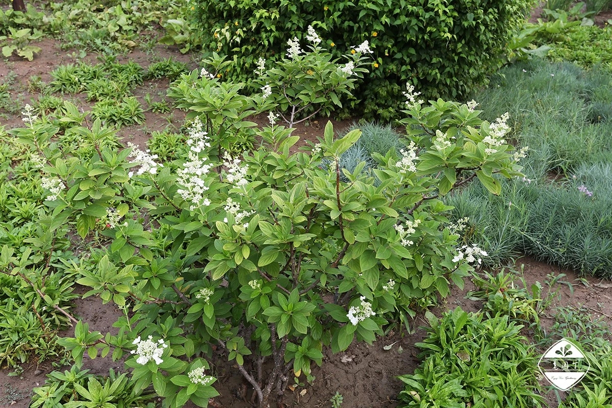 不与群芳争春色淡留清气满乾坤,不与群芳争艳只待盛开