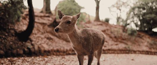 甜爆了坦诚夫妇,甜爆情侣