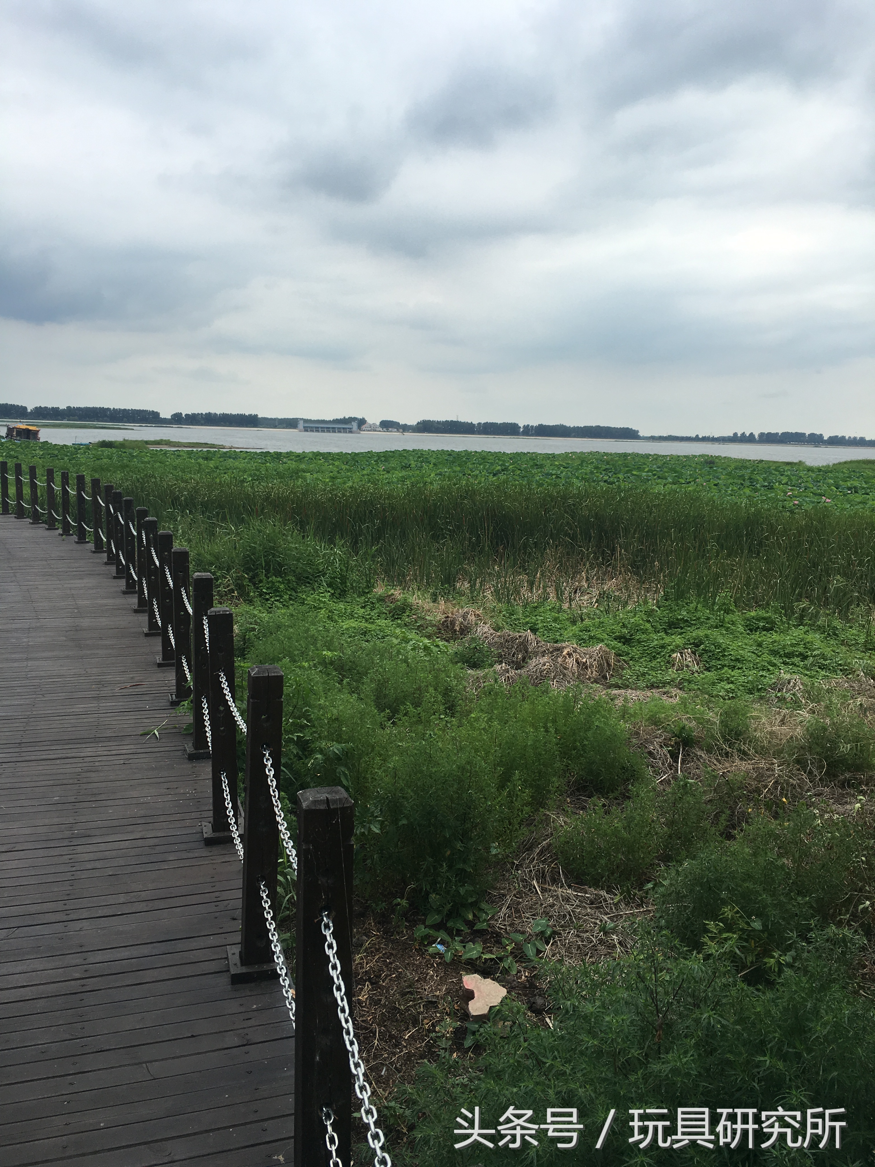 辽中珍珠湖看荷花带着孩子去哪儿玩珍珠湖环湖游沈阳周边游