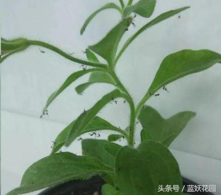 阳台种菜小黑飞怎么消灭最彻底,阳台种菜小黑飞怎么办