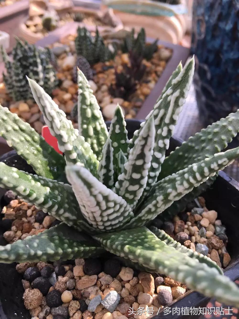 大神的硬叶十二卷阳台，为它们写日记