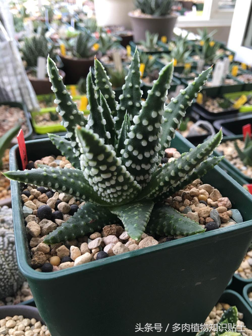 大神的硬叶十二卷阳台，为它们写日记