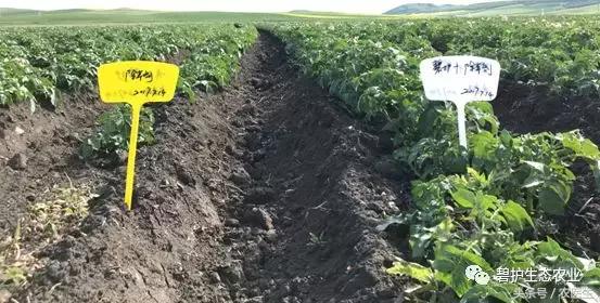 马铃薯机械种植中的除草问题,马铃薯除草的最佳方案