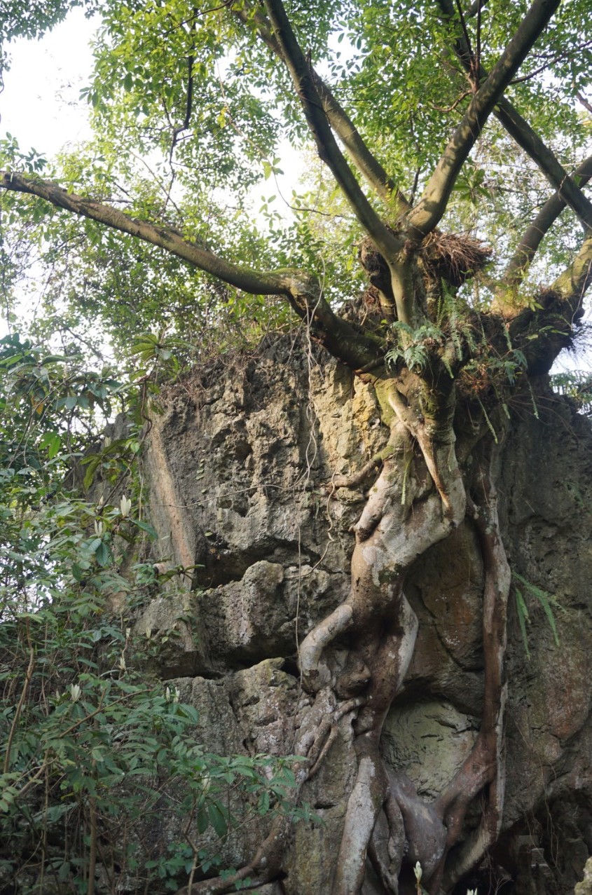 多彩贵州行——黄果树风景区之灵魂玲珑秀美“天星桥”