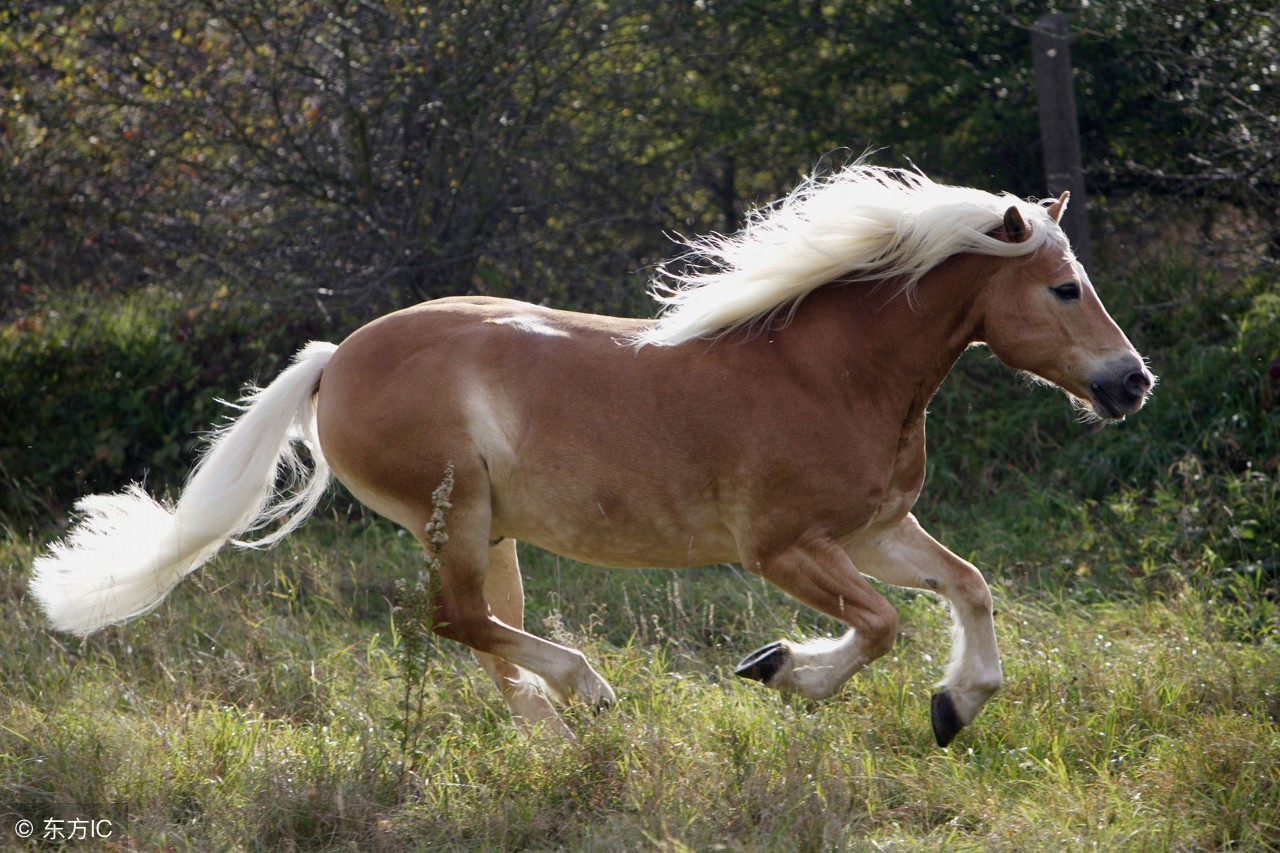 生肖马农历7月22日出生的人运势,属马2022农历七月运势如何看吉凶