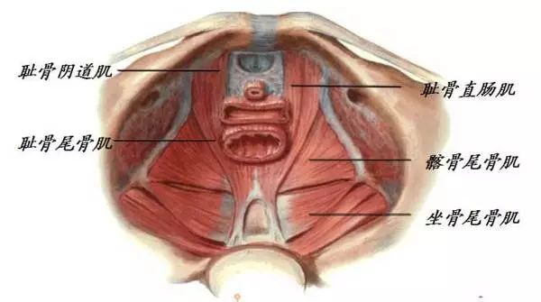 省去「私密超声刀」，助你*福性**的小运动，你还不知道？