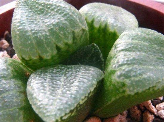 多肉白银寿,多肉银赫怎么养护