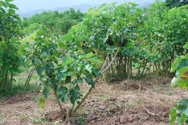 山里有种果子像香蕉一样有毒的,农村这种树别再砍了