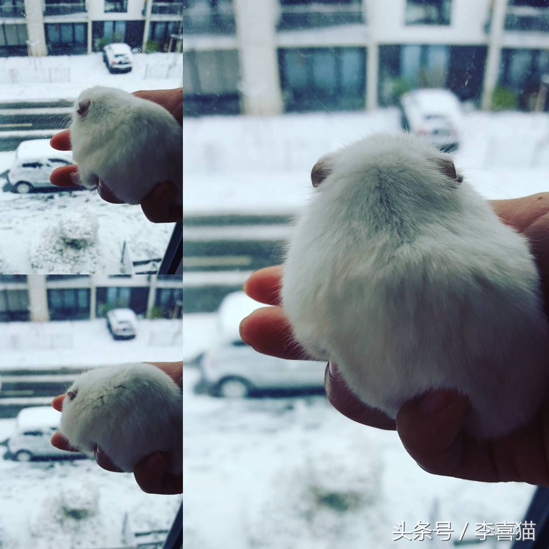 仓鼠和猫为什么是最好的朋友,猫和仓鼠居然成为了好朋友