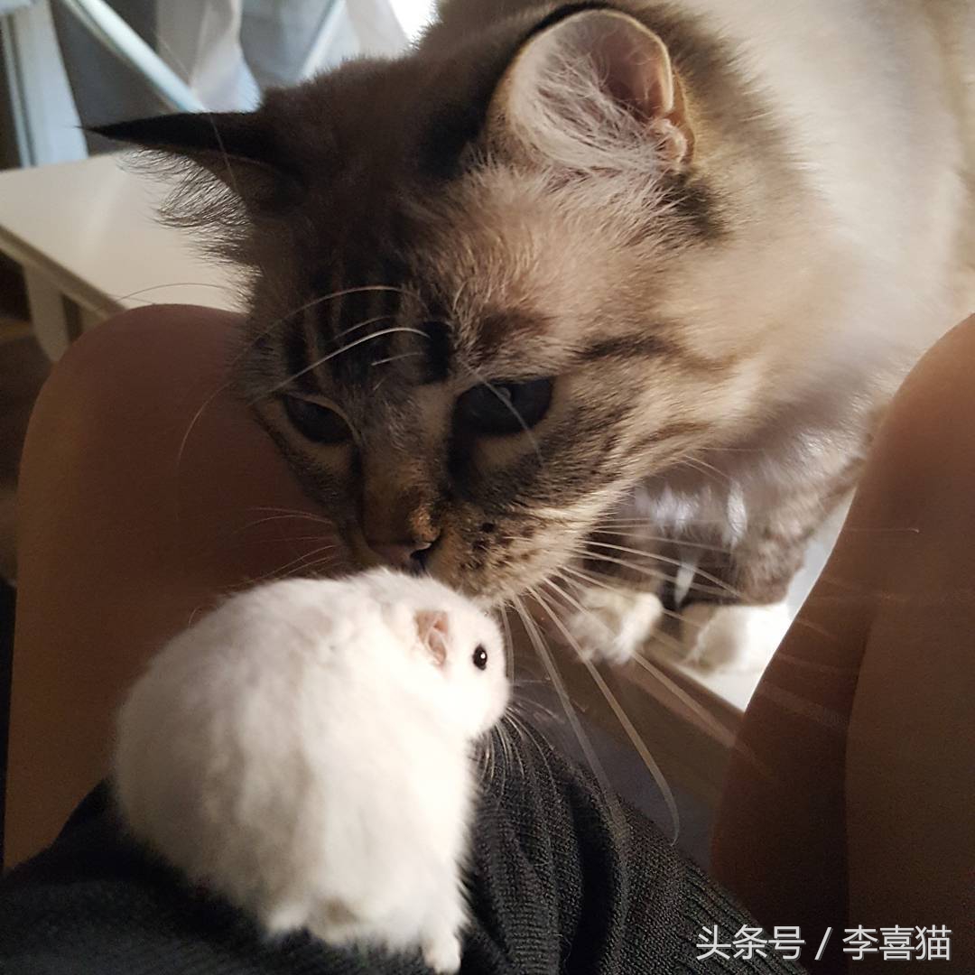 为什么猫咪和小仓鼠会成为好朋友,可爱的小仓鼠和猫能成好朋友吗