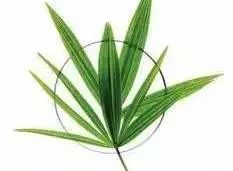 脱发真的很可怕,脱发可怕吗