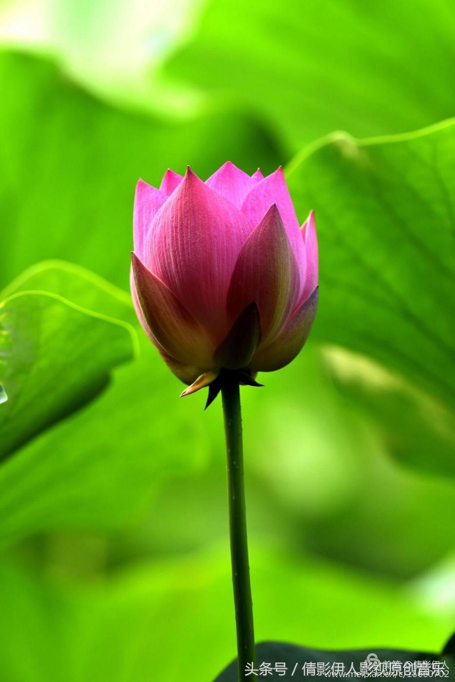 荷花之歌,立夏荷花音乐