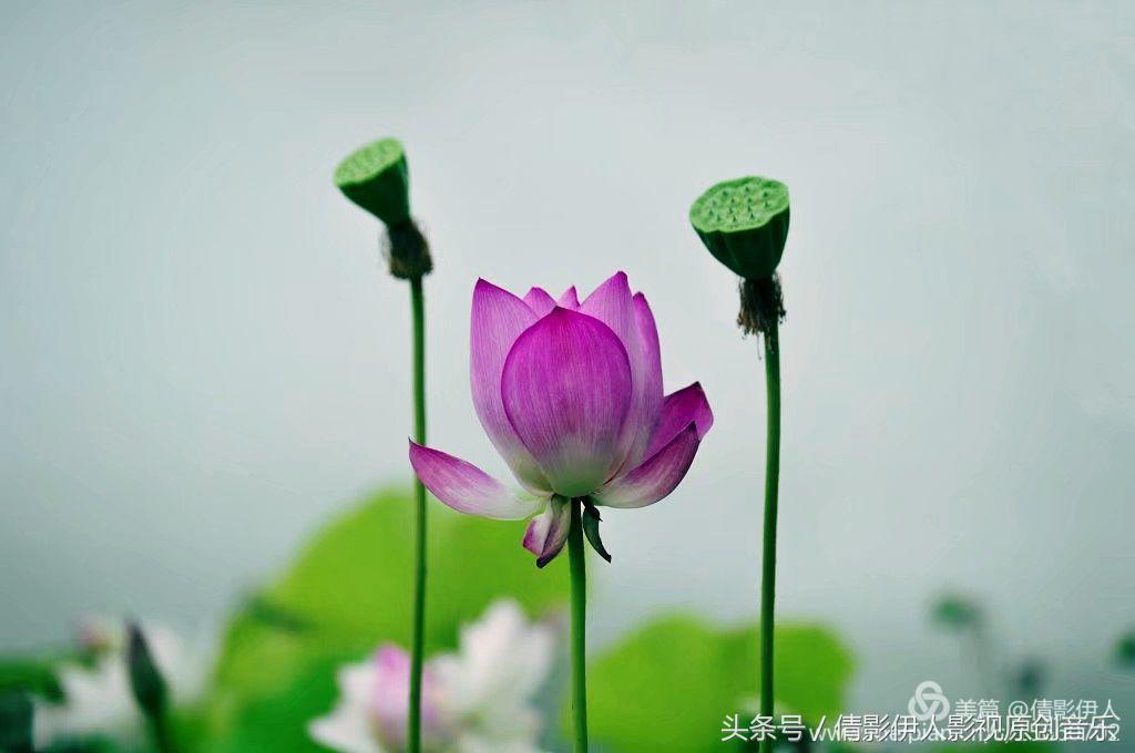 夏荷晕倒在海教官怀里,夏荷最美的十首诗