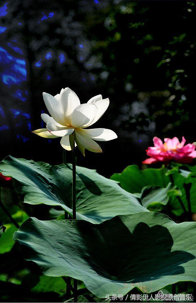 荷花之歌,立夏荷花音乐