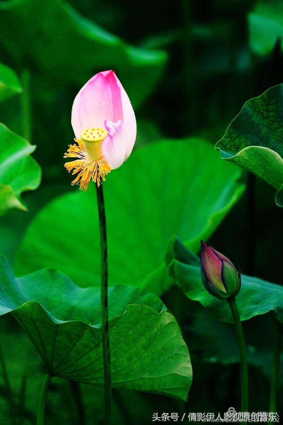 荷花之歌,立夏荷花音乐