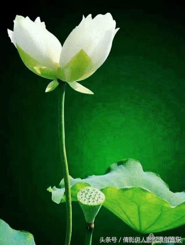 夏荷晕倒在海教官怀里,夏荷最美的十首诗