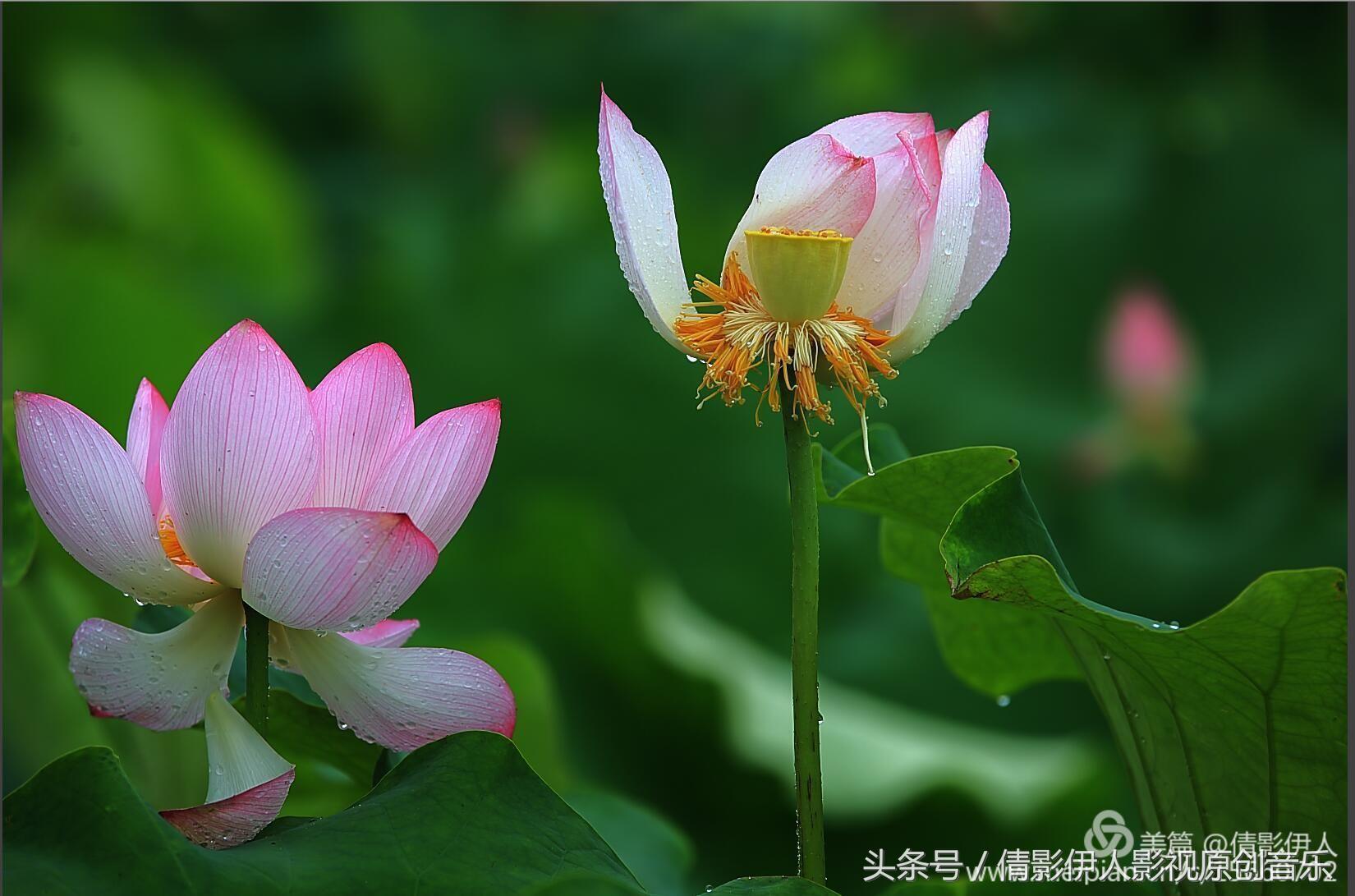 荷花之歌,立夏荷花音乐