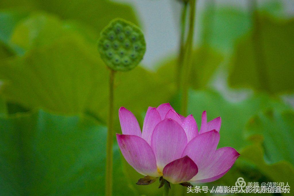 荷花之歌,立夏荷花音乐