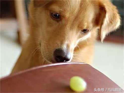 金毛偷吃主人的葡萄,金毛偷吃了一串葡萄