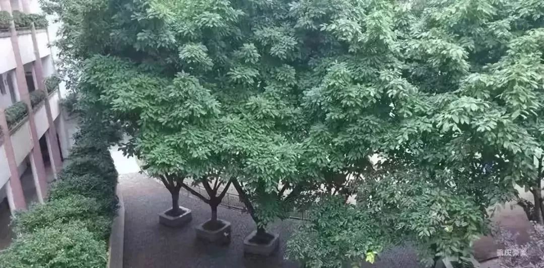 重庆南岸区2021小学划片一览表,重庆谢家湾小学划片2021