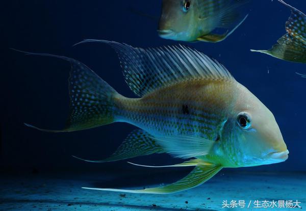 哪些慈鲷是食土鲷,食土鲷和慈鲷能混养么