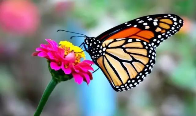 更年期远期最严重的危害,更年期的十大危险