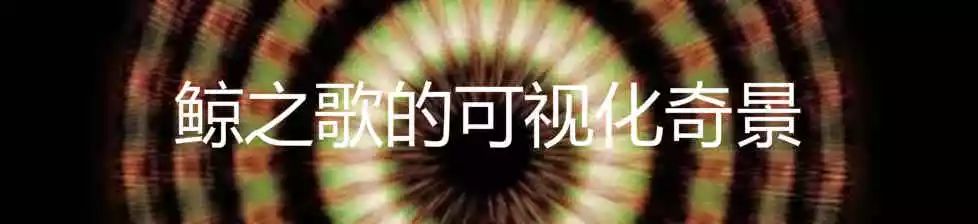 有一种鲸鱼很孤独,有一种鲸鱼特别孤独