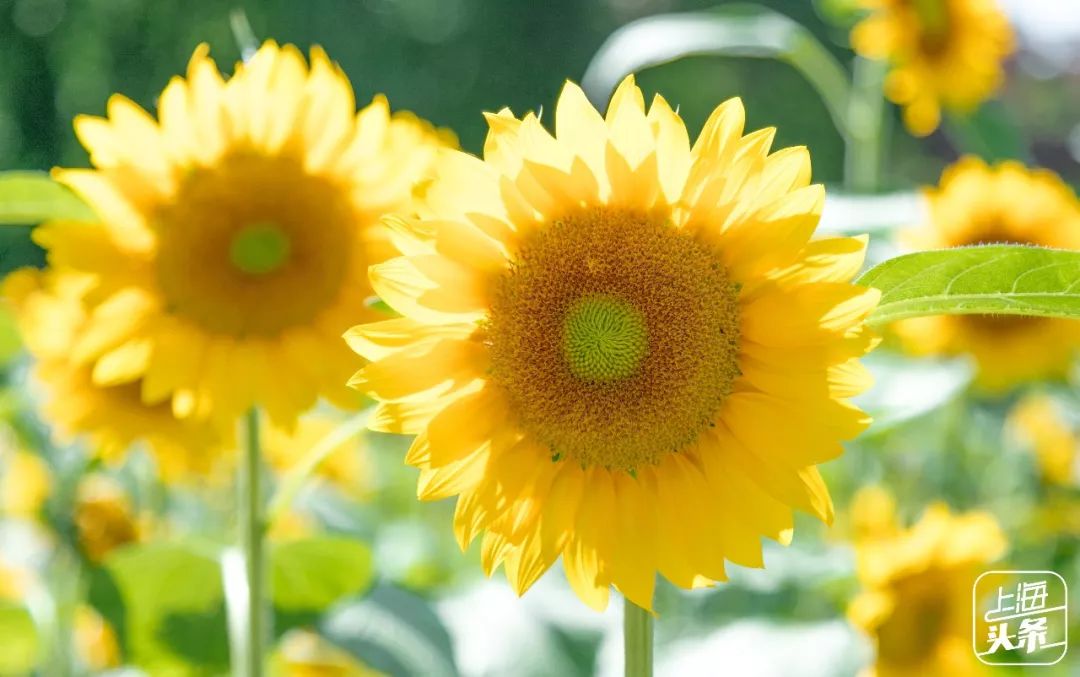 上海罗泾向日葵花田,上海各公园向日葵花海即将盛放