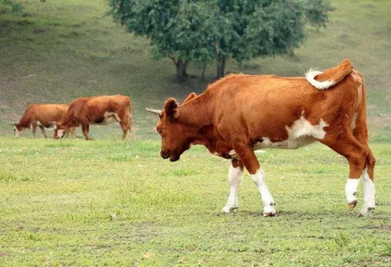 农业特产税是哪一年开始征的,农业产品现在的税率是多少