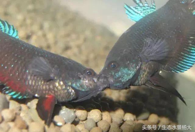 如何寻找中国斗鱼的踪迹,如何快速了解斗鱼