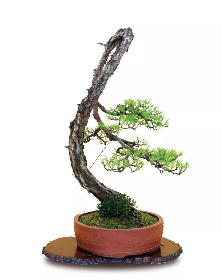 黄山松全部价格表,黄山松价格多少钱一棵