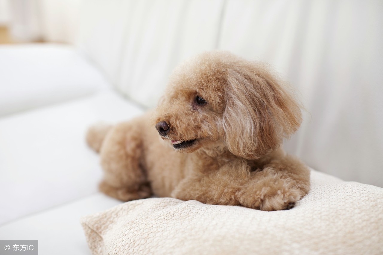 土狗幼崽喂食羊奶粉的正确方法,小奶狗多大可以添加羊奶粉和狗粮