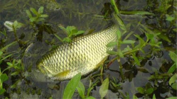 夏钓草鱼5大爆护技巧,第一次拿出来分享,高手绕道