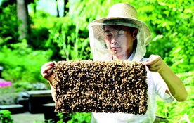 土养蜜蜂自然分蜂的最佳方法,养蜜蜂先认识有哪些蜂