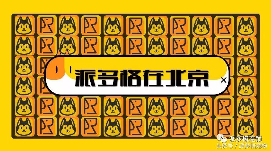 派多格宠物店卖什么,派多格宠物店资质