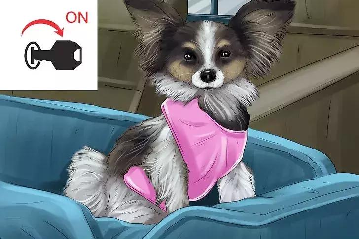 猫狗晕车淌口水,猫狗坐车需要注意什么