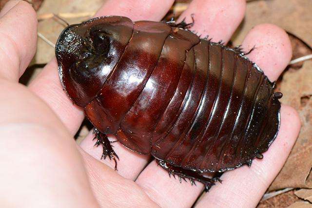 为什么蟑螂能抗辐射,为什么蟑螂怕辐射